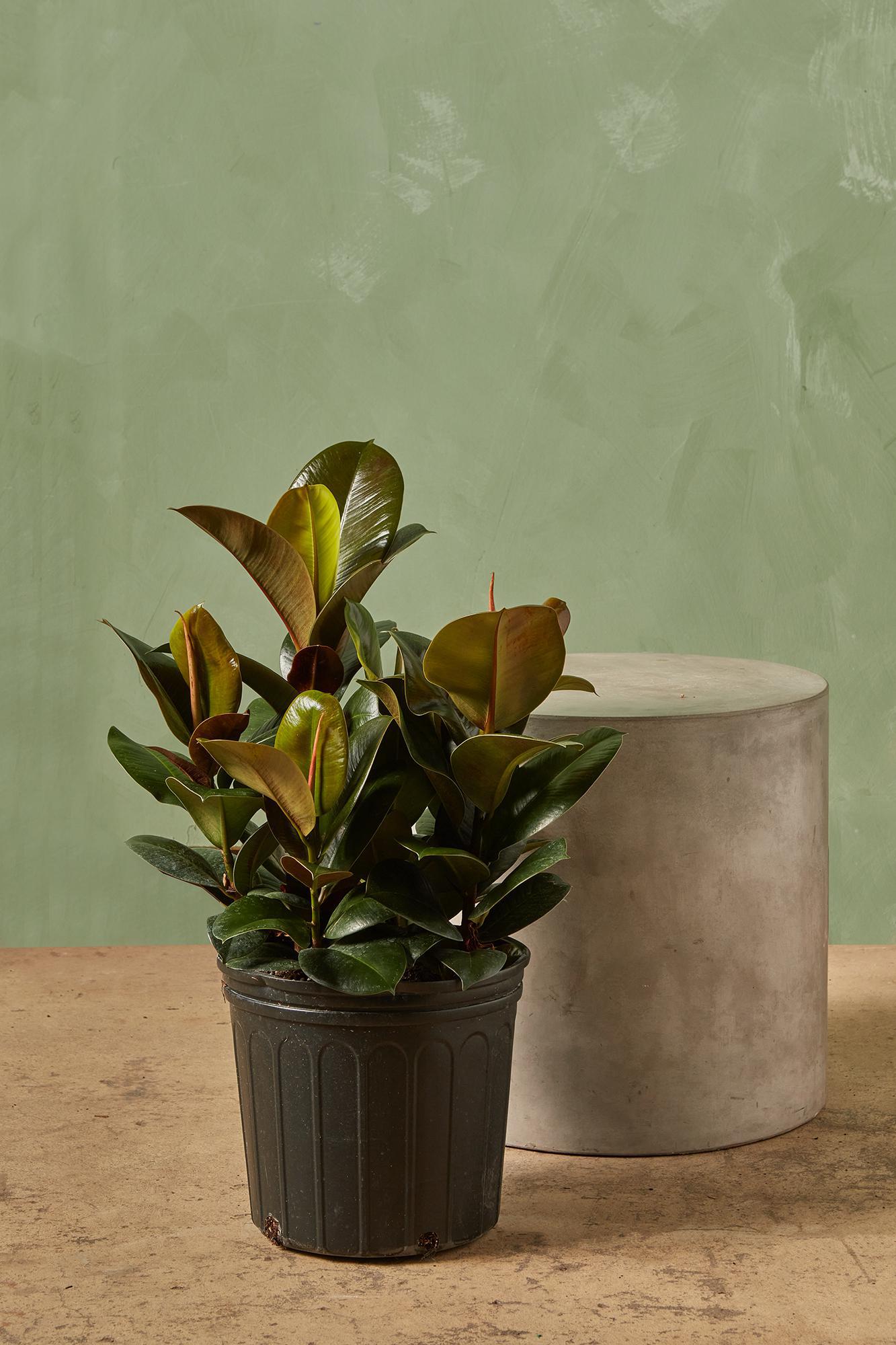Rubber Plant 'Sofia'