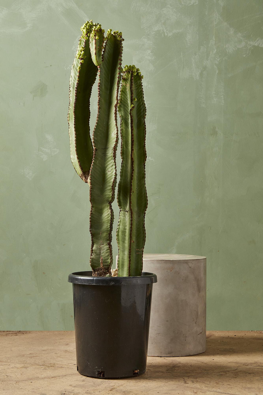 chocolate drop succulent Euphorbia 'Chocolate Drop'
