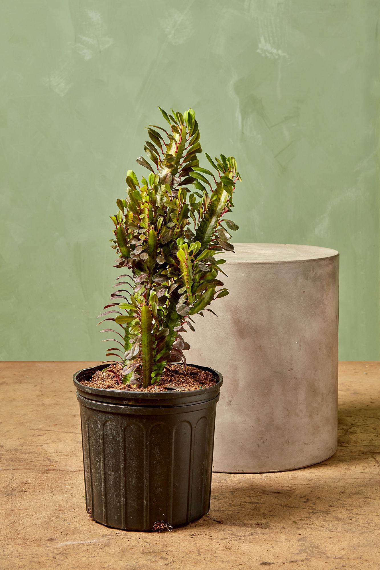 Cathedral Cactus