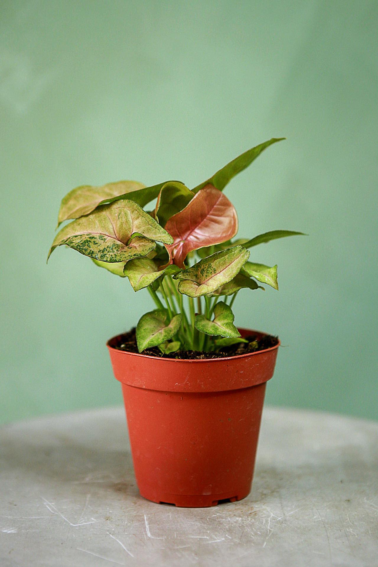 Syngonium 'Regina Red'