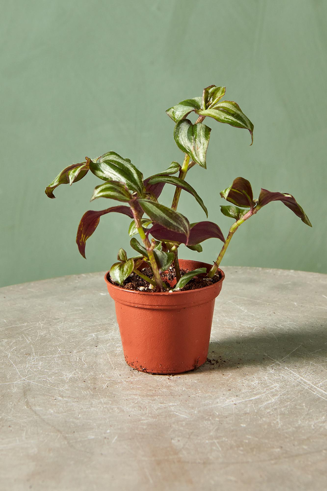 Tradescantia 'Burgundy'