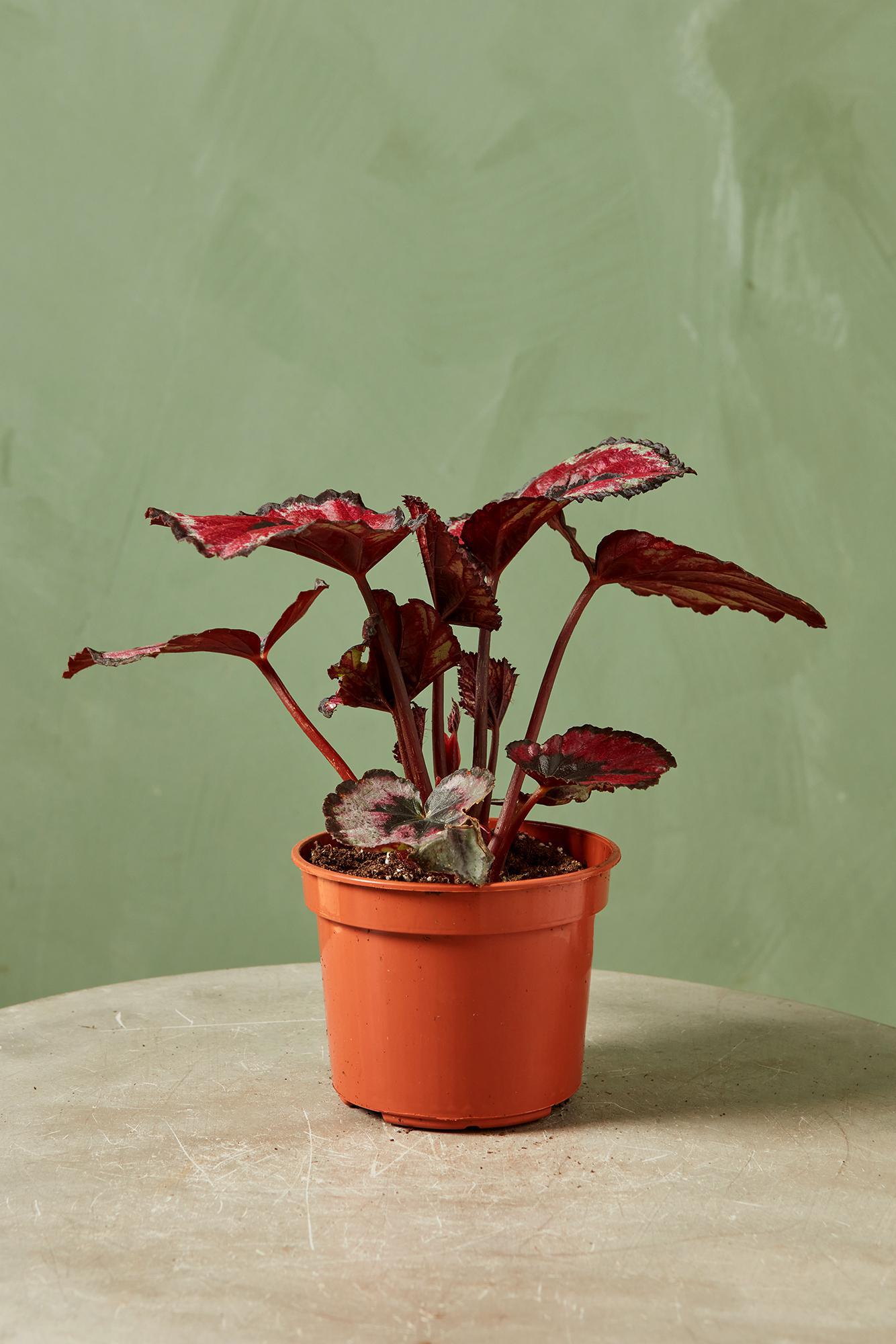 Rex Begonia 'Rex Red'
