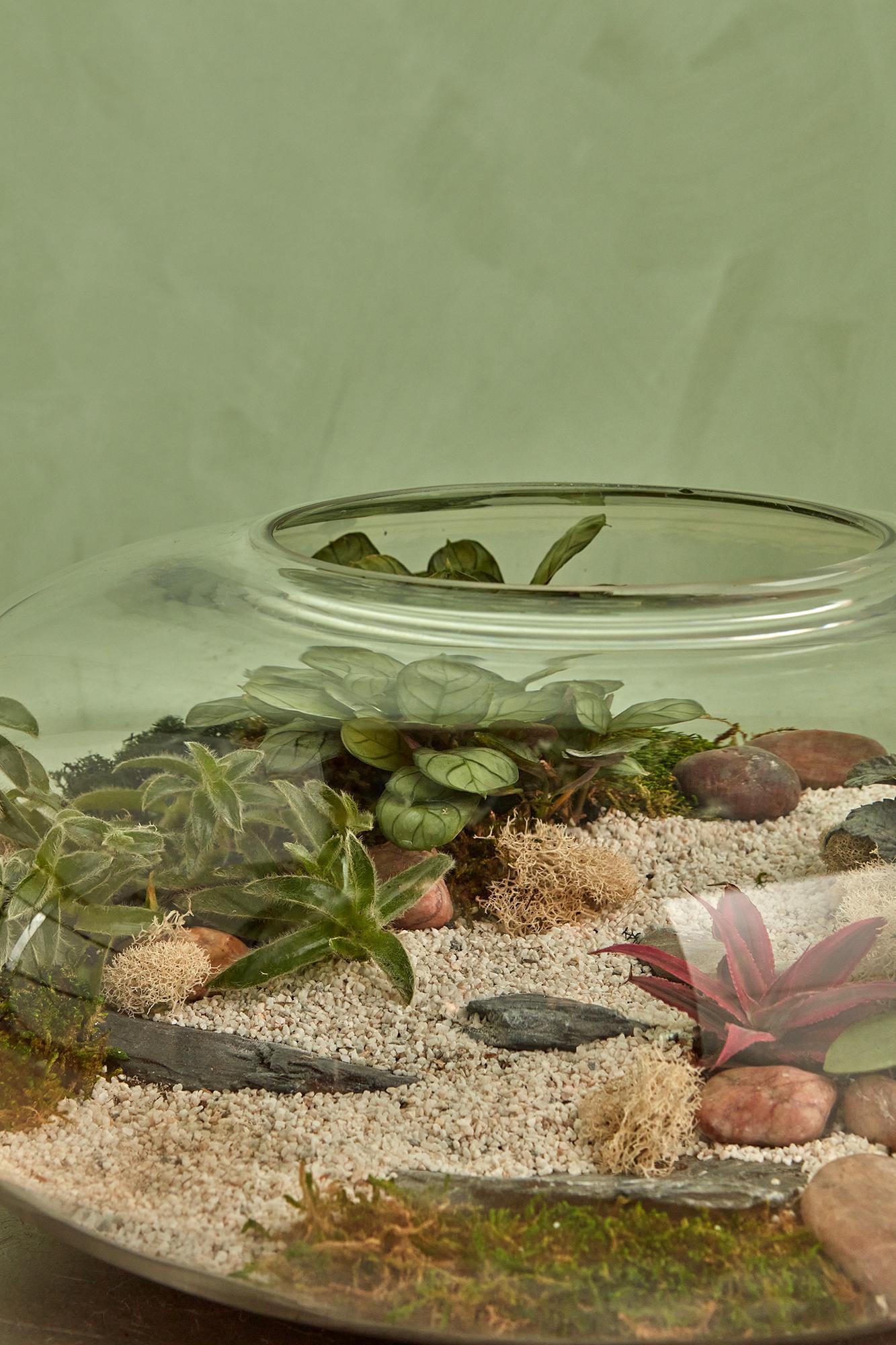 Novel Terrarium