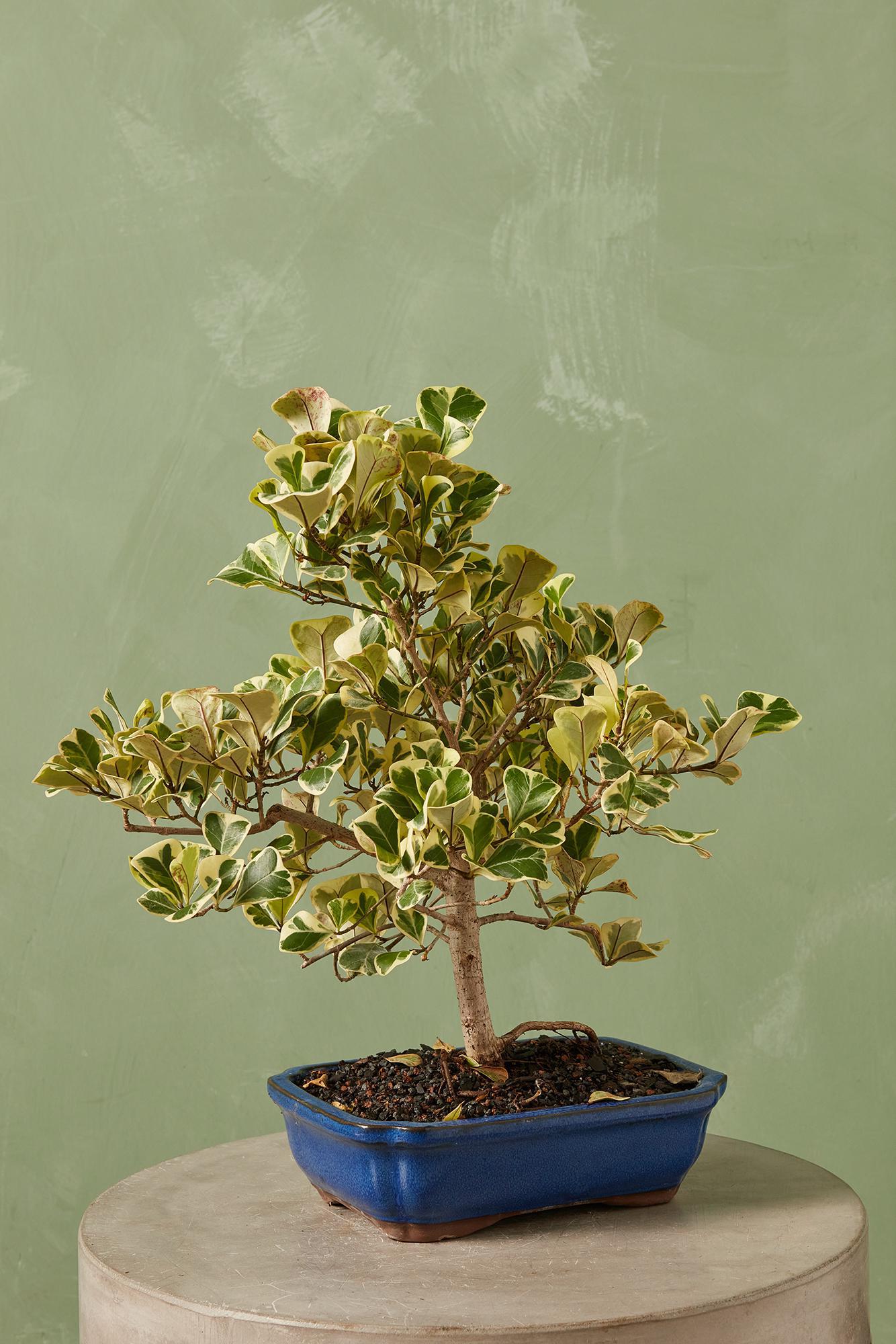 Bonsai