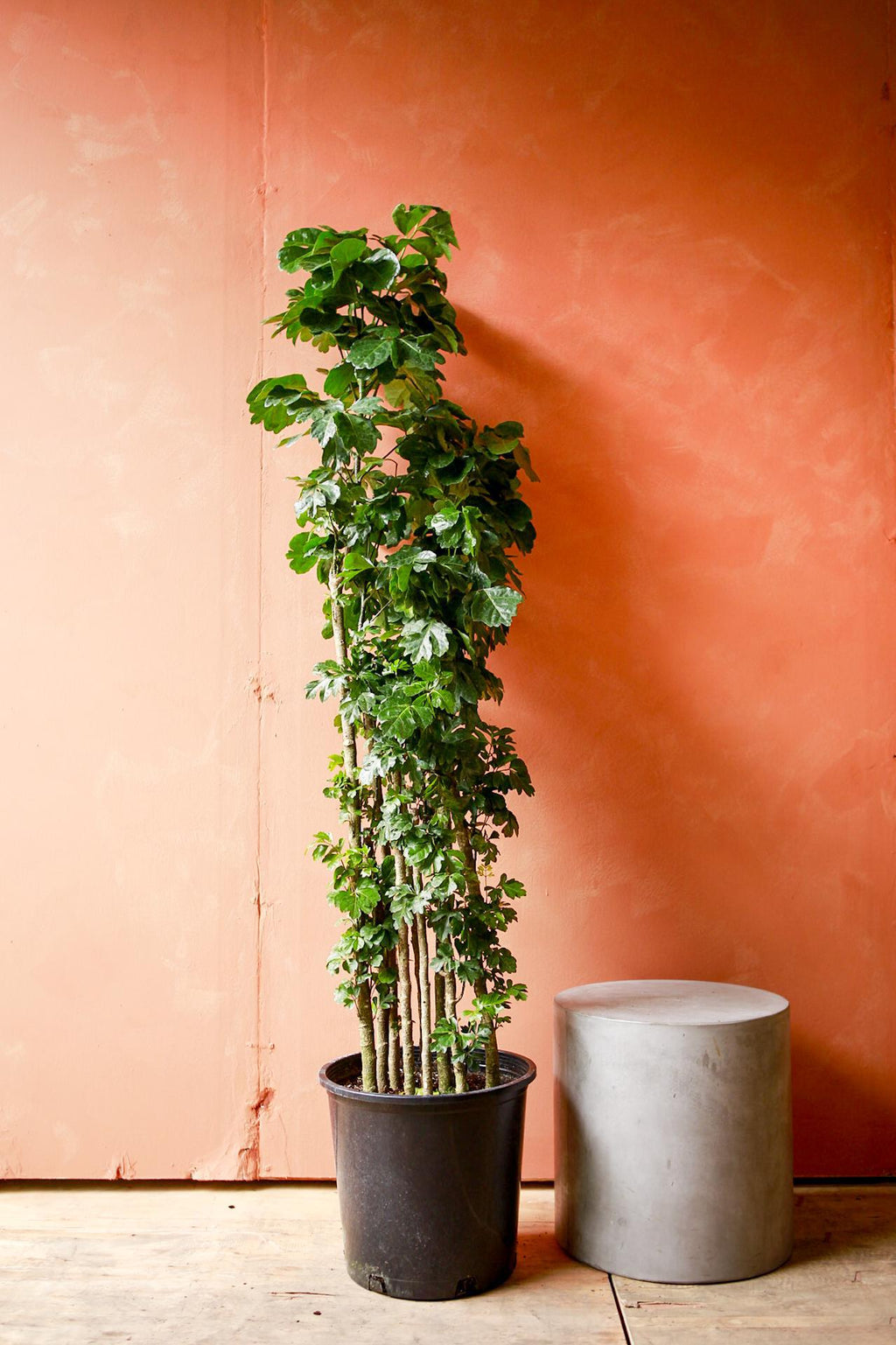 indoor geranium plants for sale Geranium Leaf Aralia