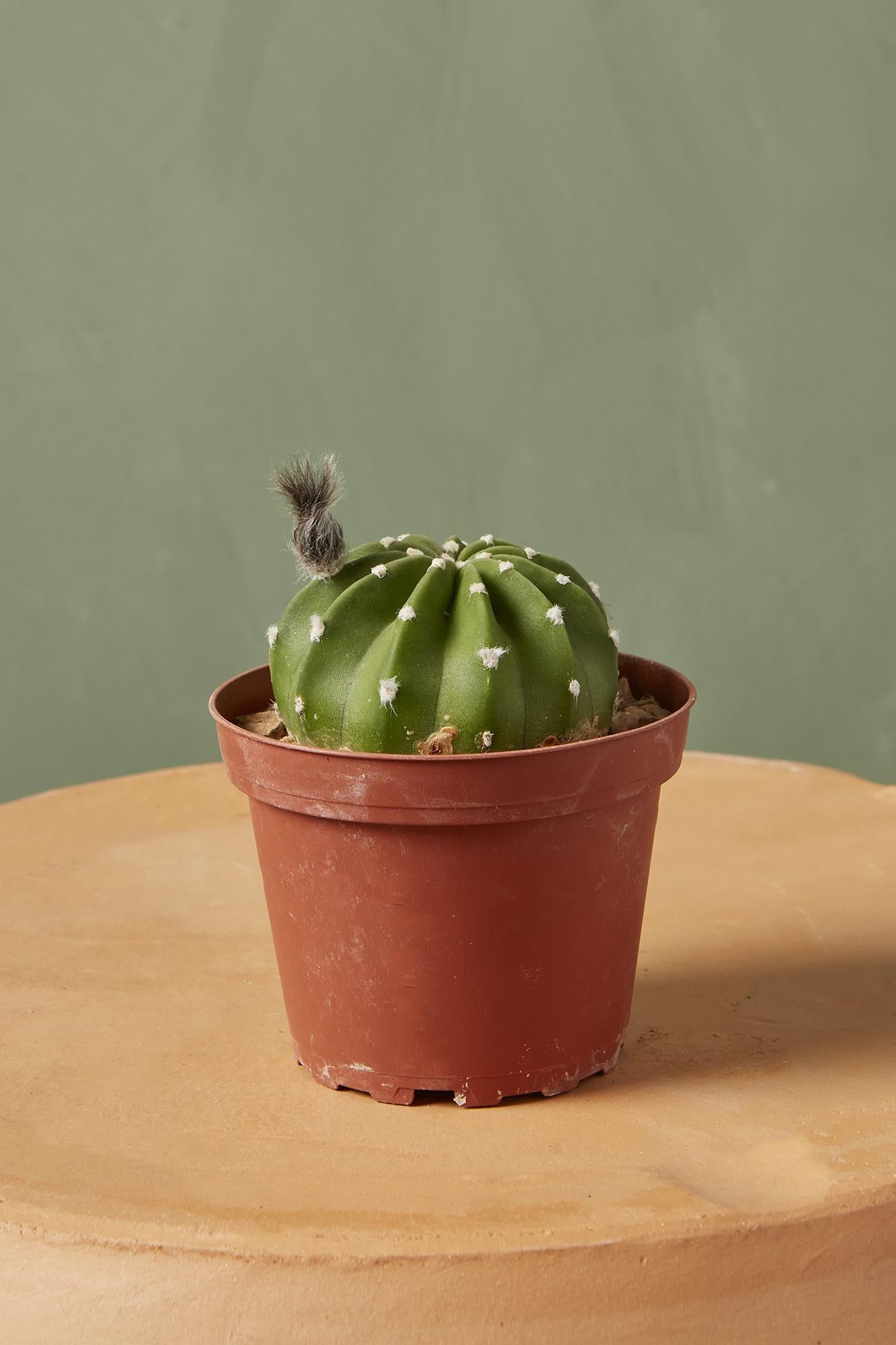 Easter Lily Cactus