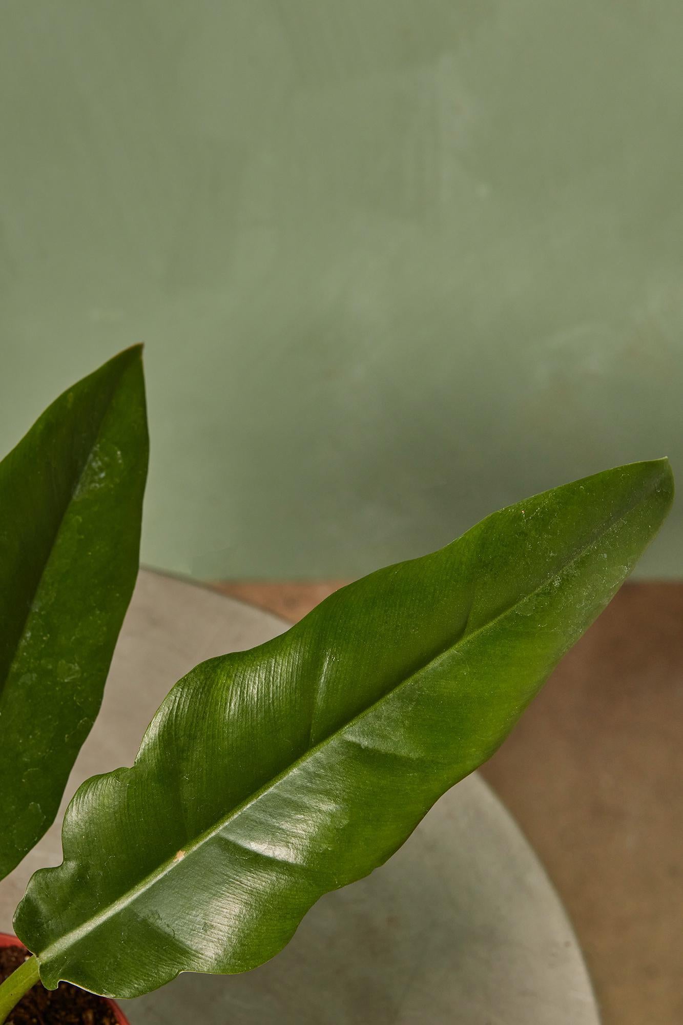 Philodendron 'Narrow'