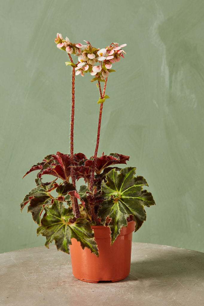 Rex Begonia 'Hollow's Eve'