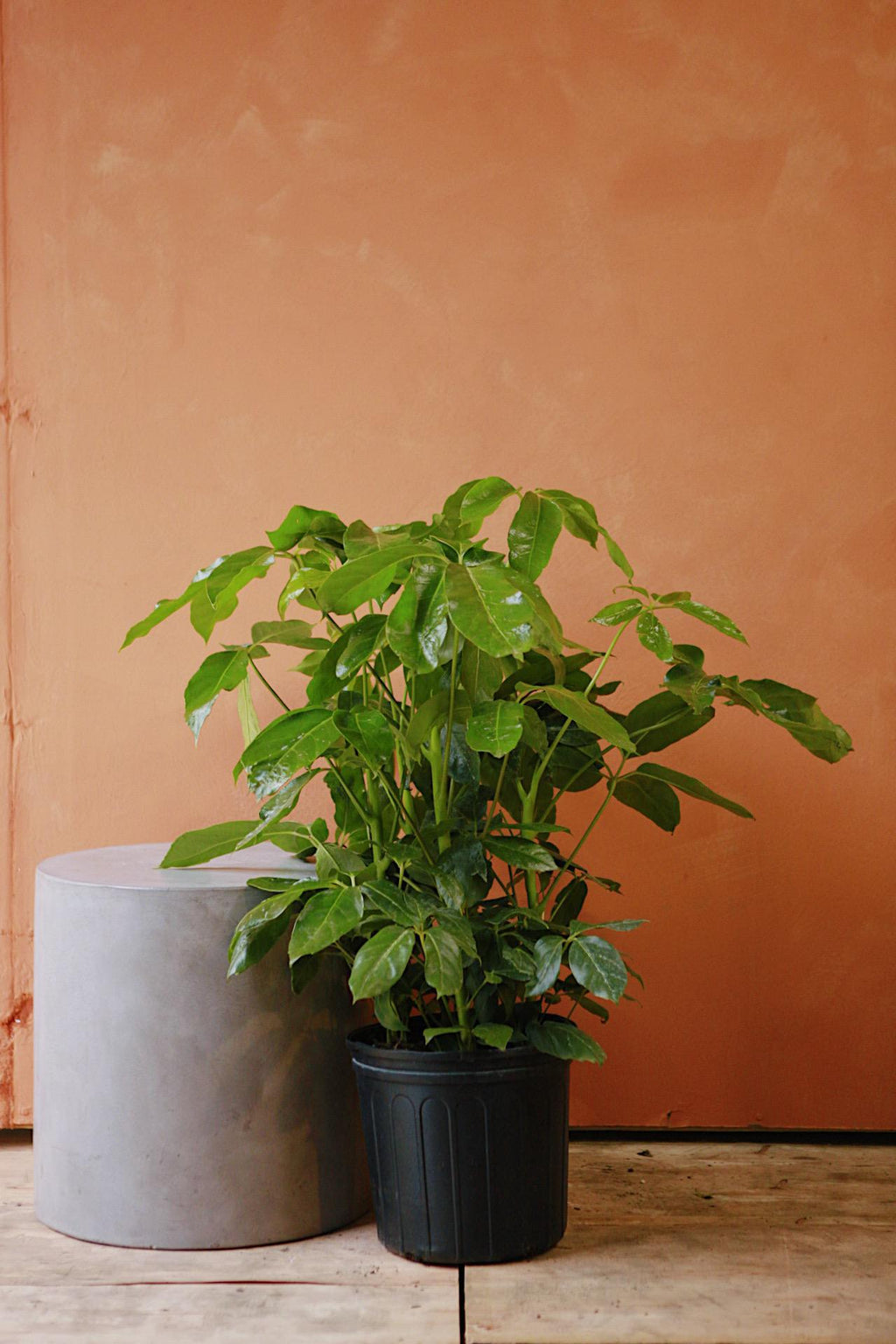fertilizer for umbrella plant Australian Umbrella Tree 17"