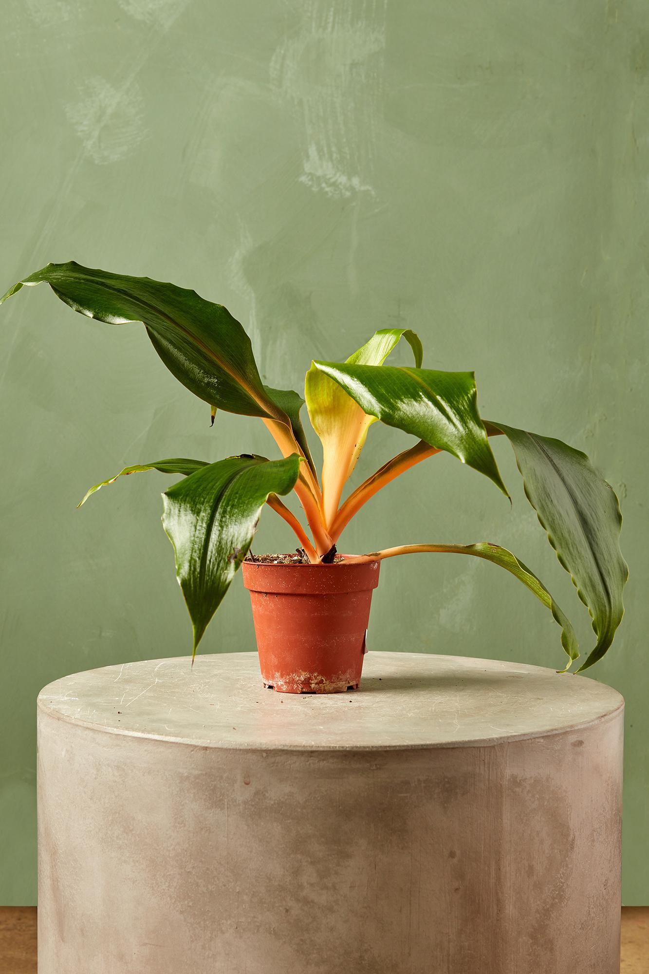 Mandarin Plant 'Fire Flash'