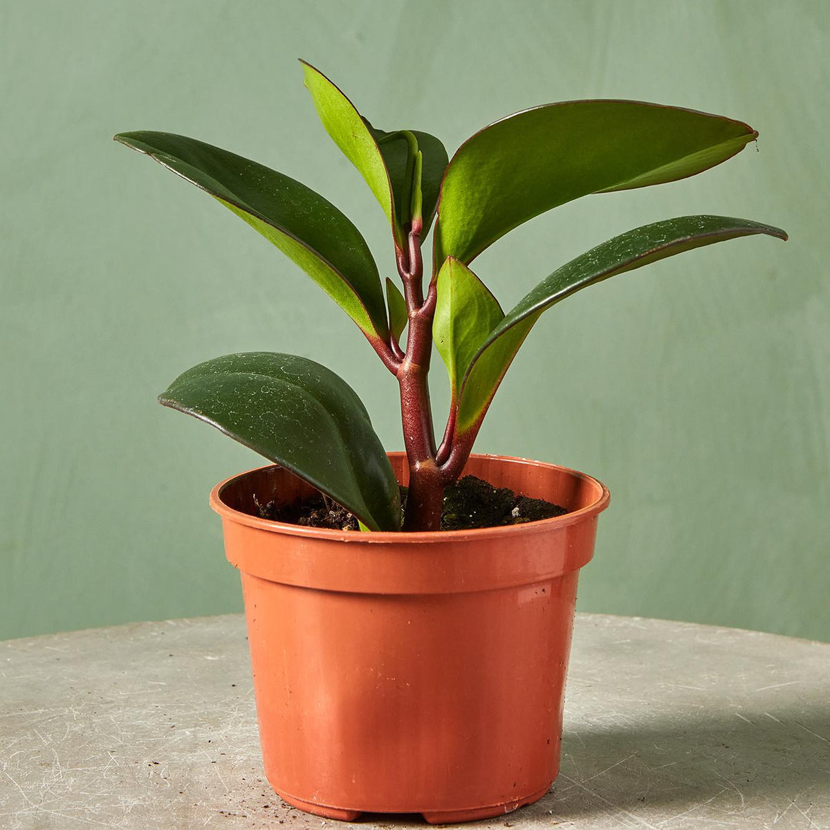 red peperomia succulent Peperomia 'Red Edge'