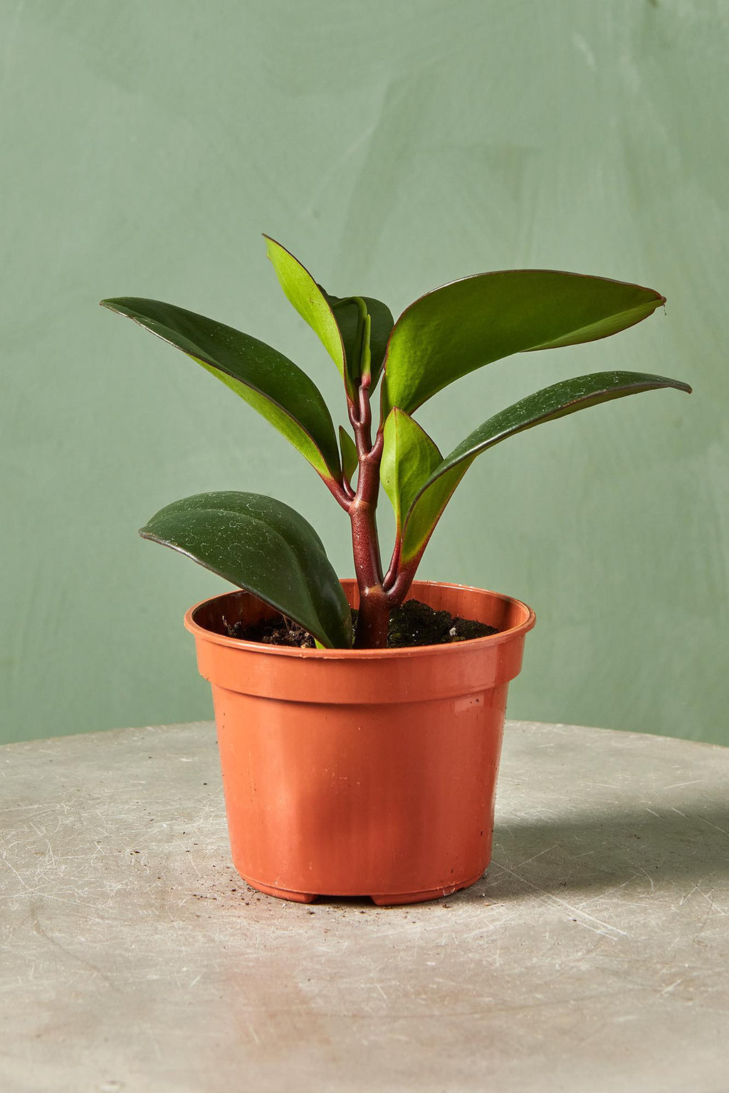 philodendron peperomia Peperomia 'Red Edge'
