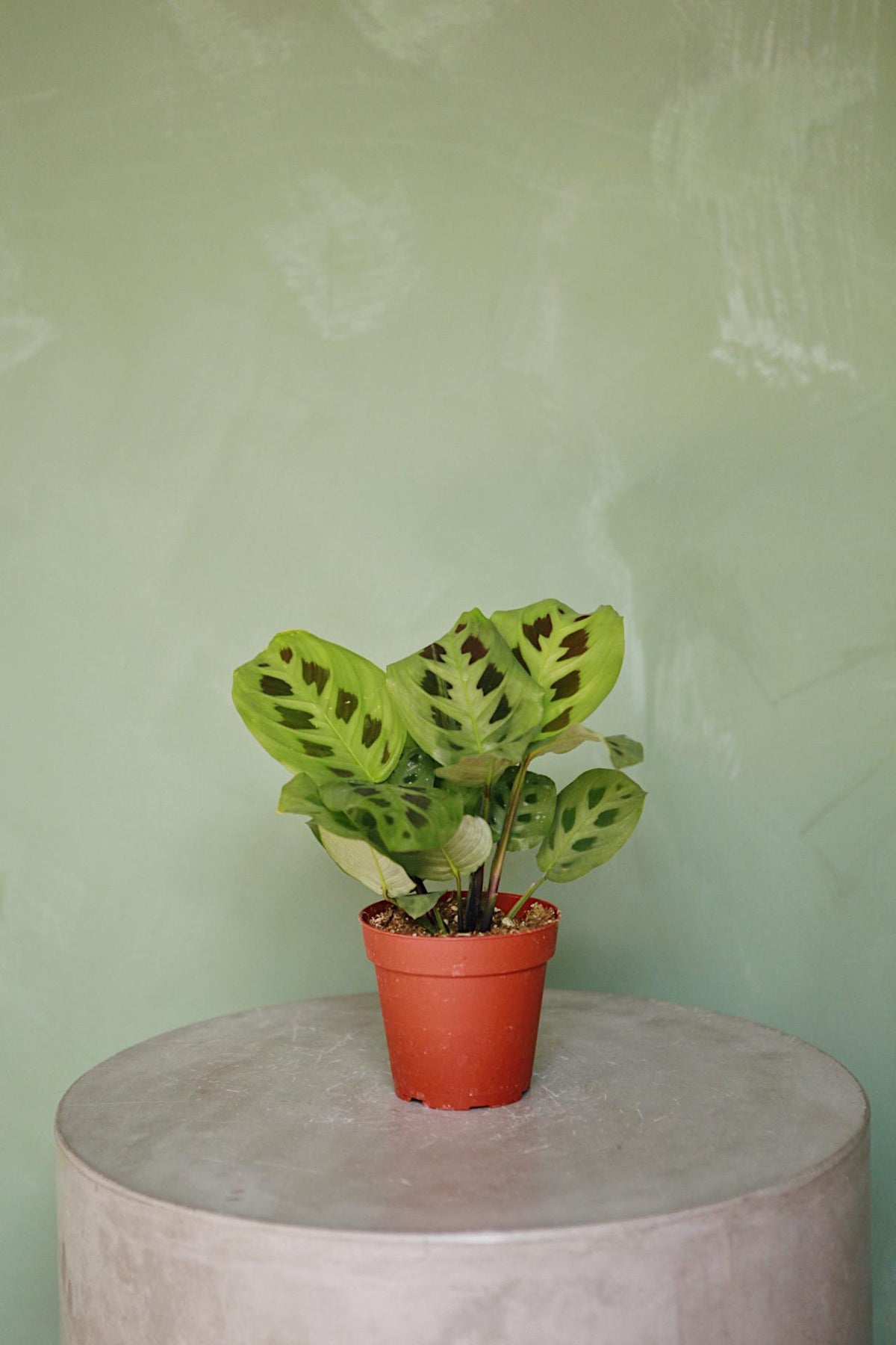 5+ Green Maranta Green Maranta