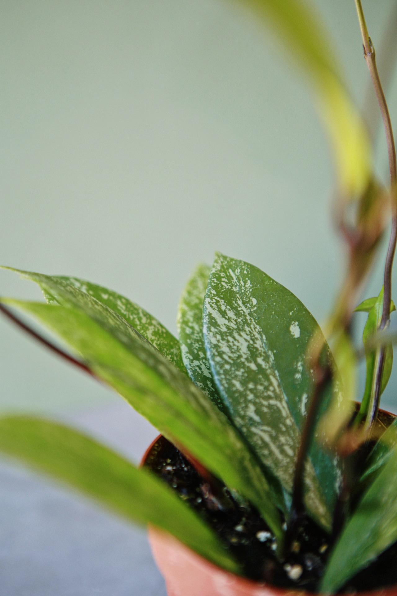 Hoya pubicalyx