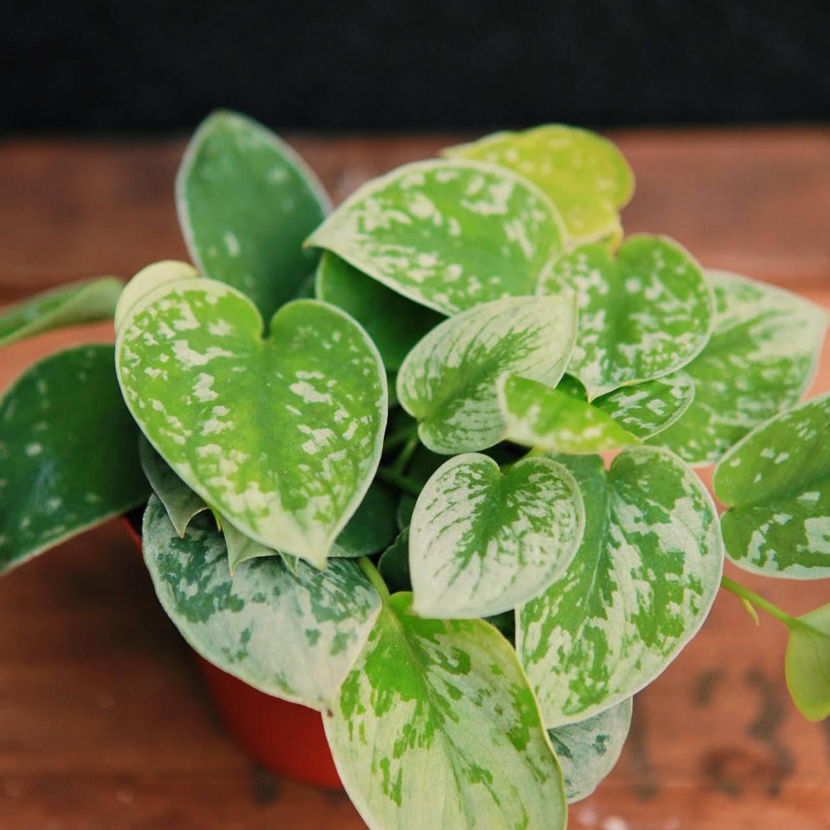 silver ann pothos Scindapsus 'Silvery Ann'