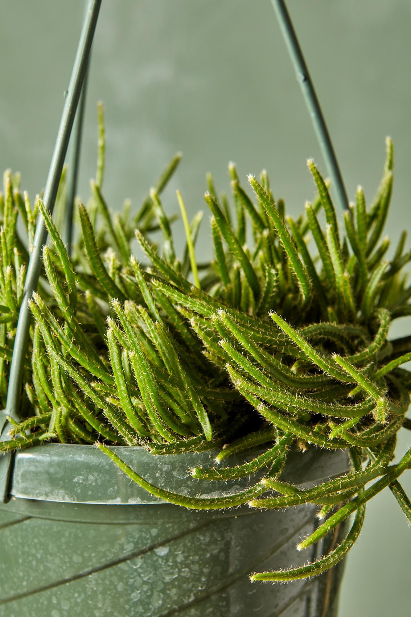 Mistletoe Cactus