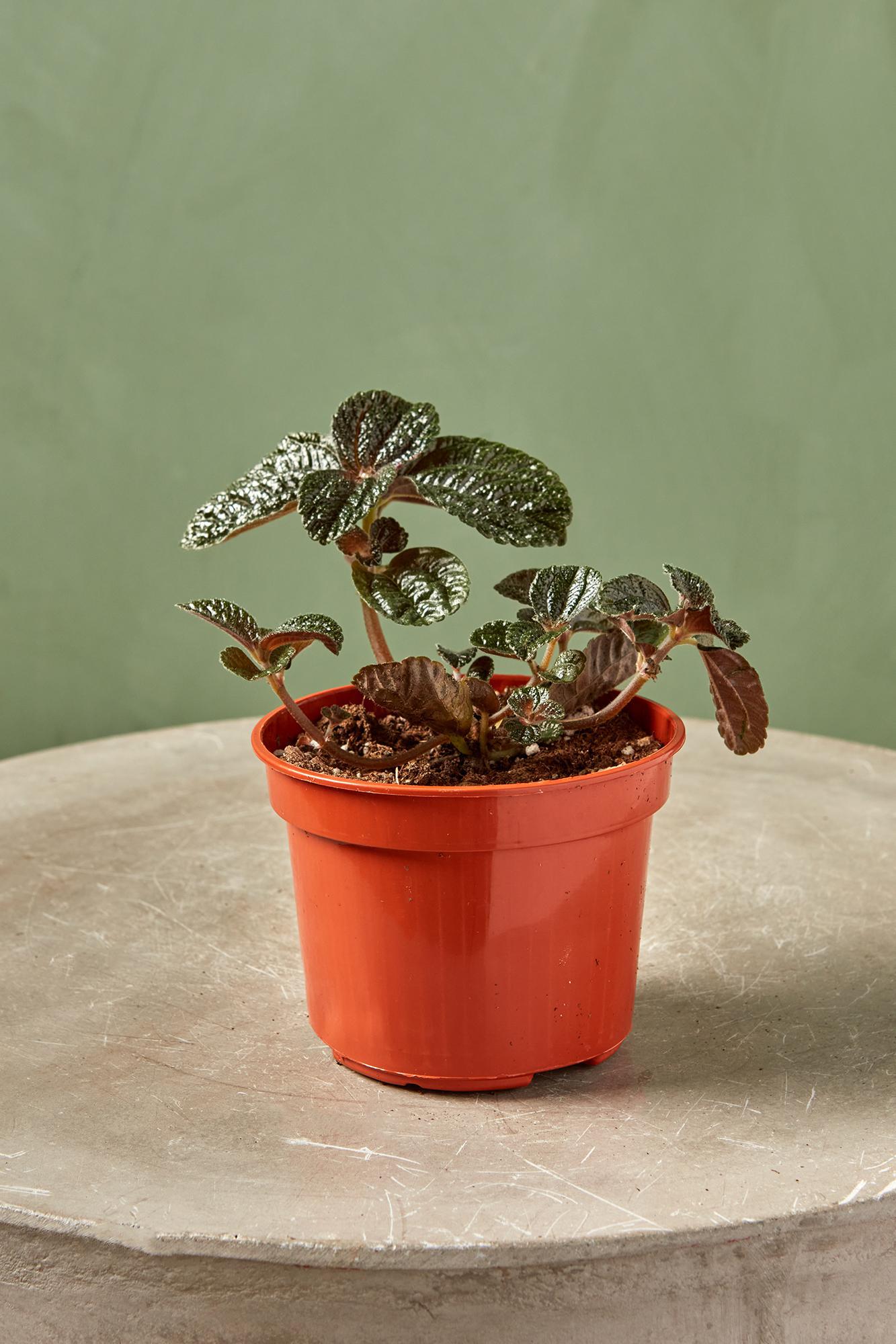 Chocolate Pilea