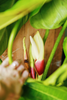 Philodendron 'McDowell'