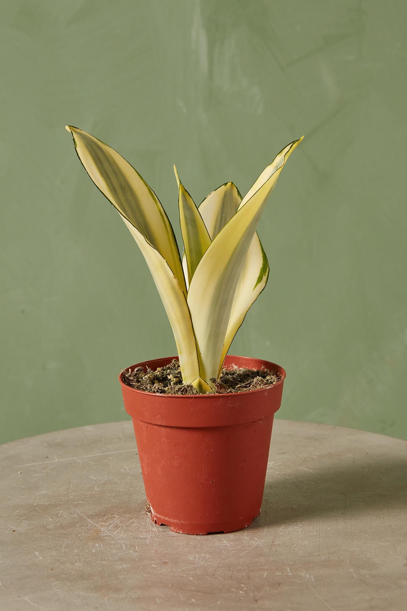 Snake Plant 'Ghost'