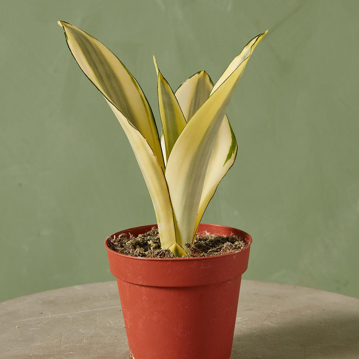 Snake Plant 'Ghost'