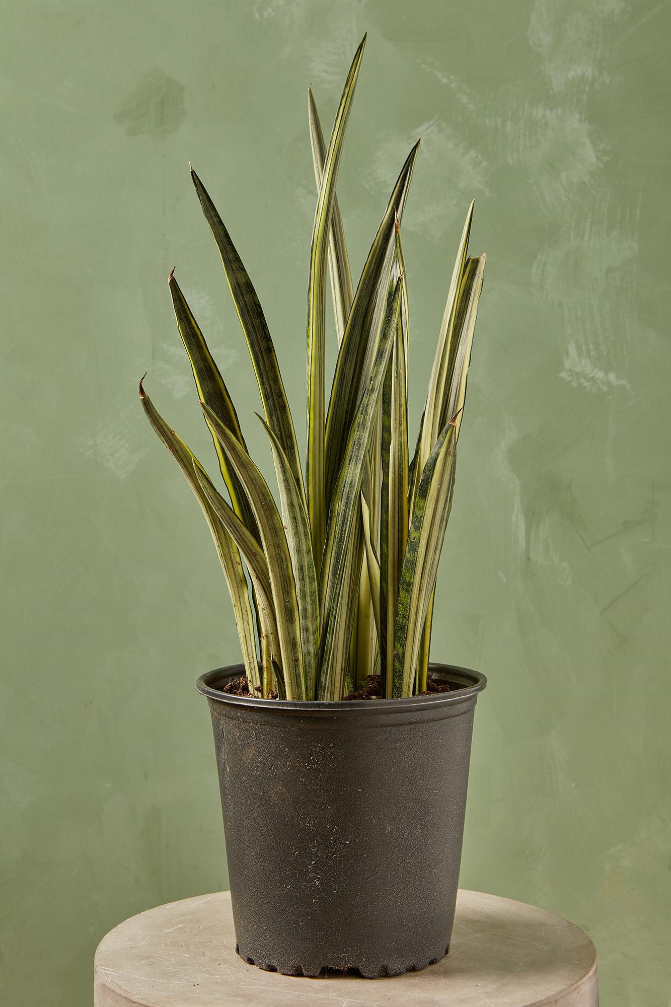 Bantel's Sensation' Snake Plant
