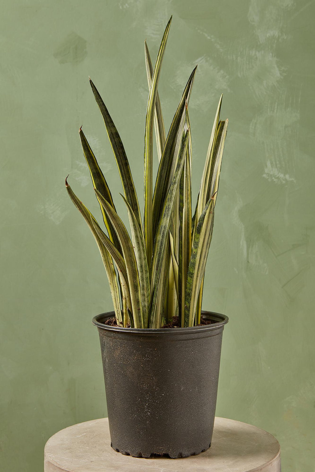 Bantel's Sensation' Snake Plant