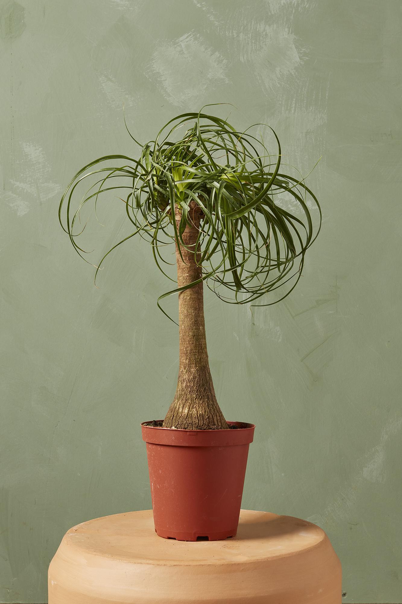 Ponytail Palm