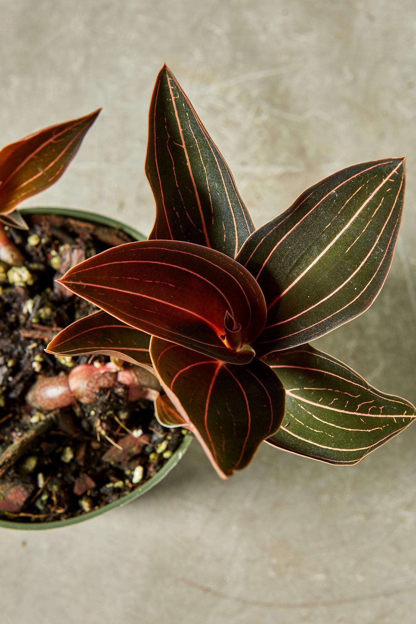 Jewel Orchid