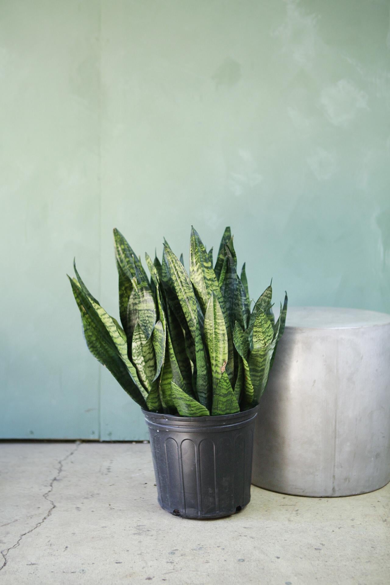 Snake Plant 'Robusta'