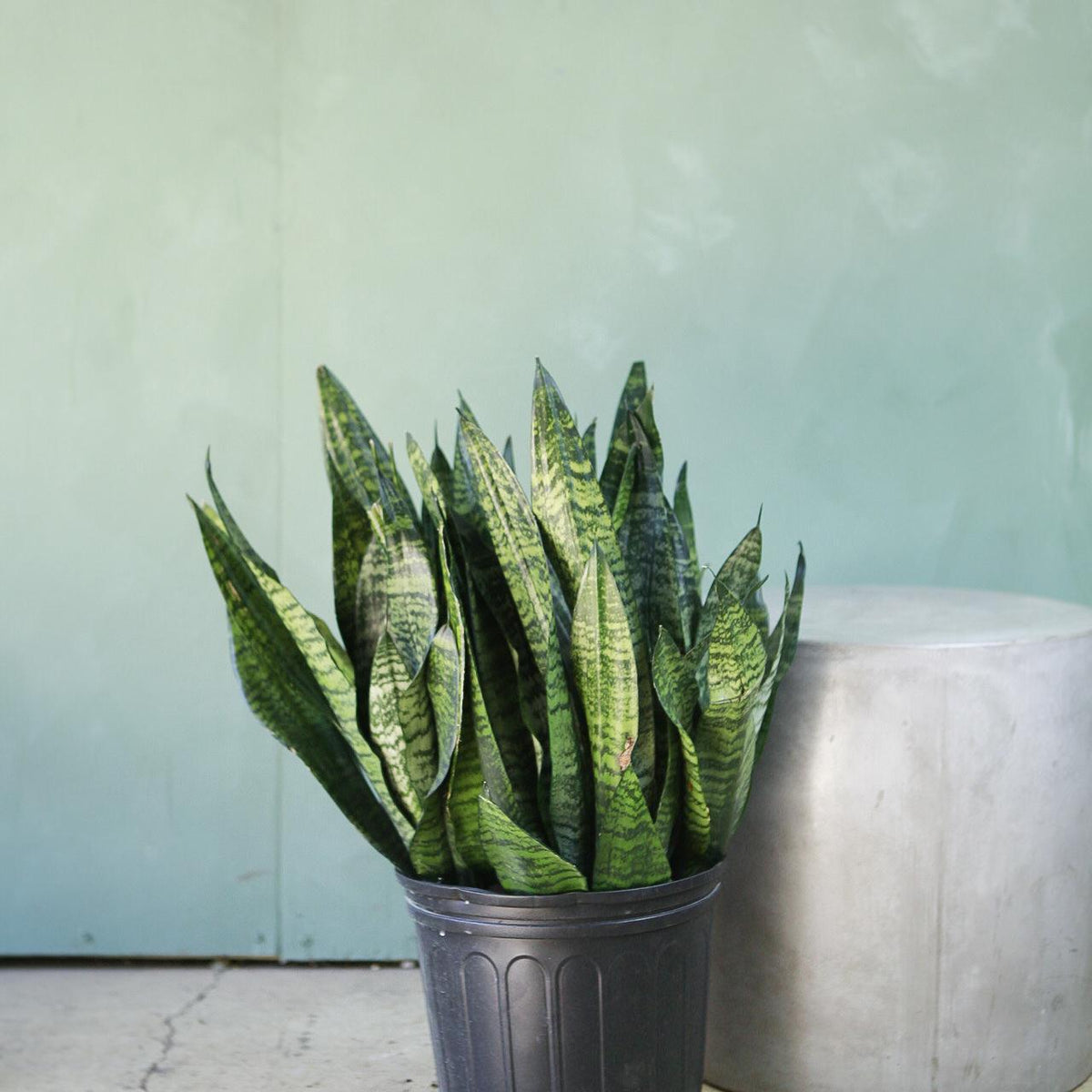 delray plants snake plant Snake Plant 'Robusta'