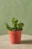 Hoya Rope