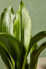 Cast Iron Plant