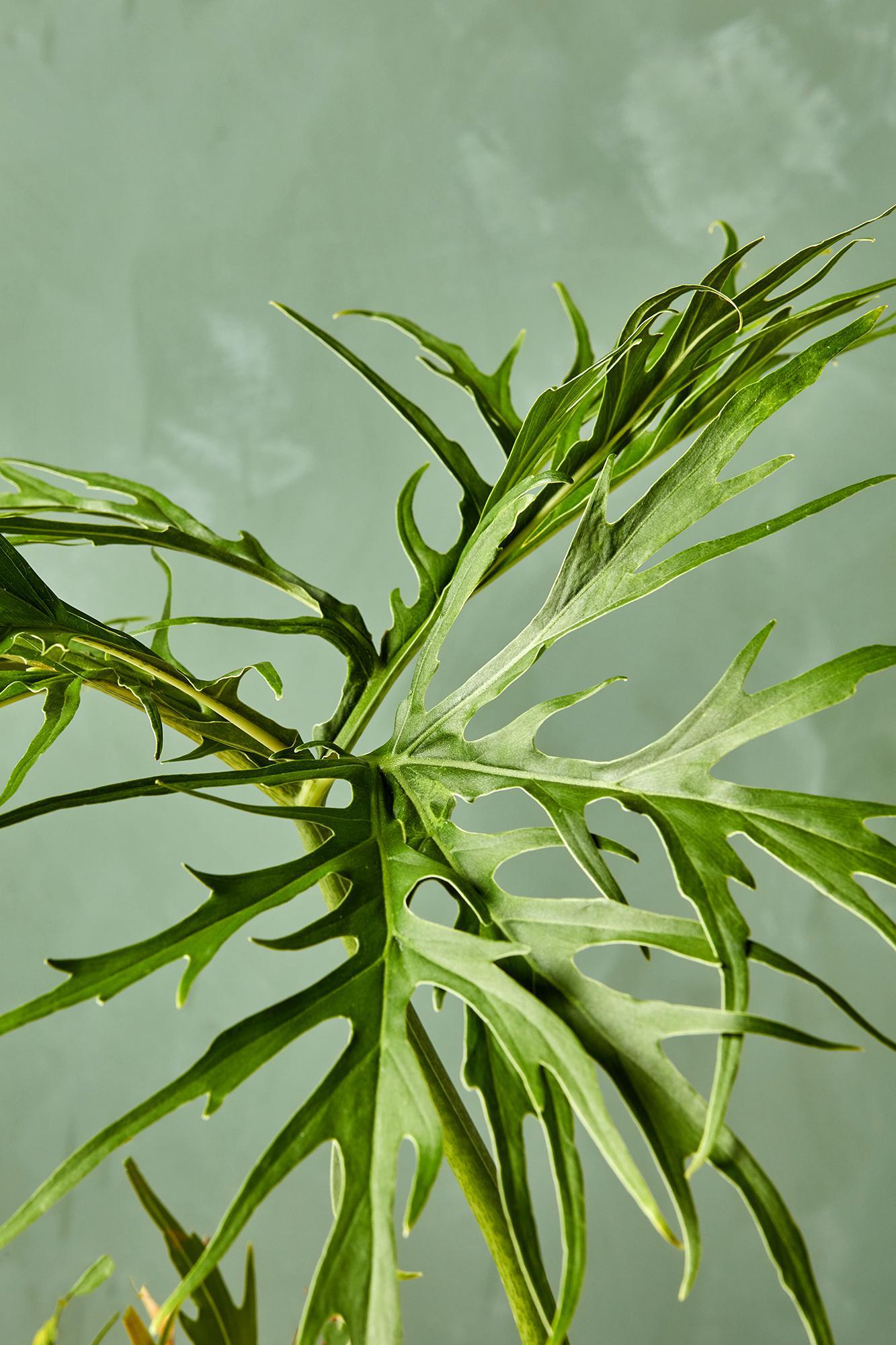 Philodendron warszewiczii