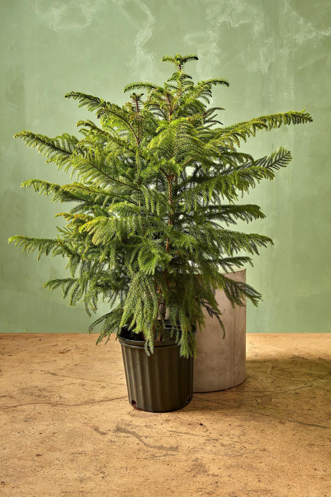 Norfolk Island Pine