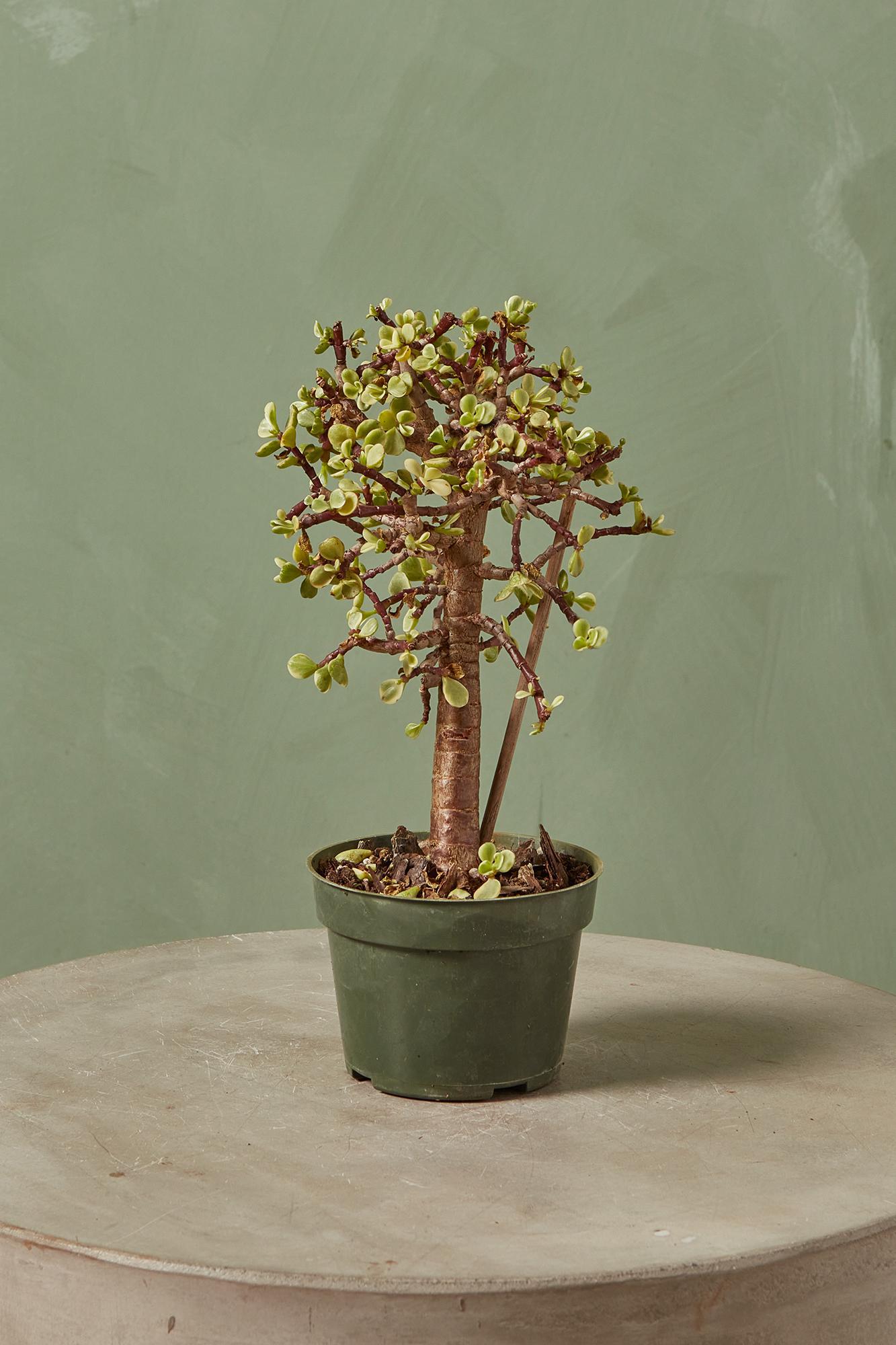 Elephant Bush