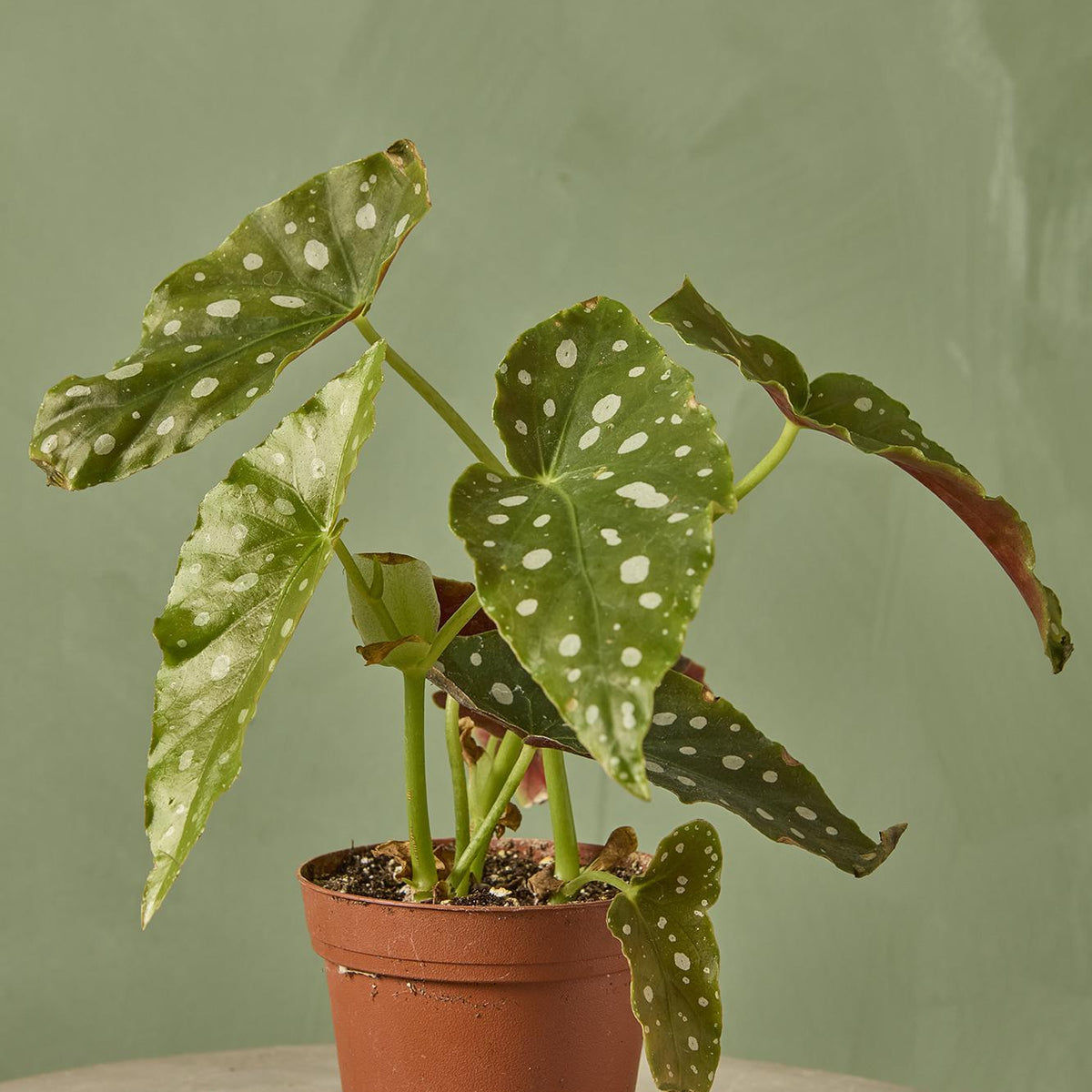 Begonia maculata
