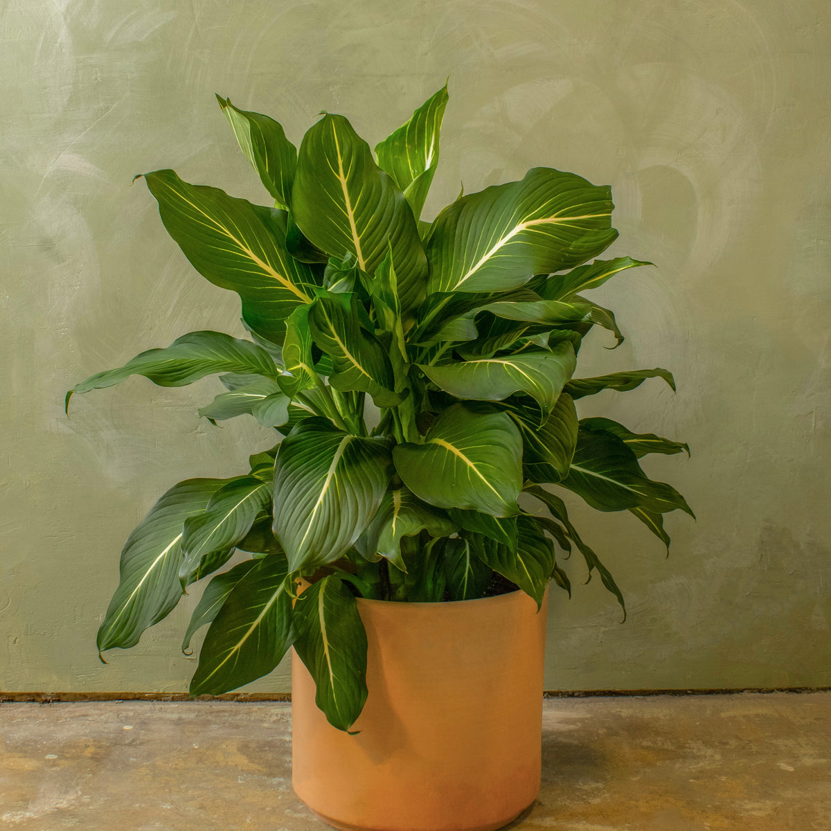 Potted 10