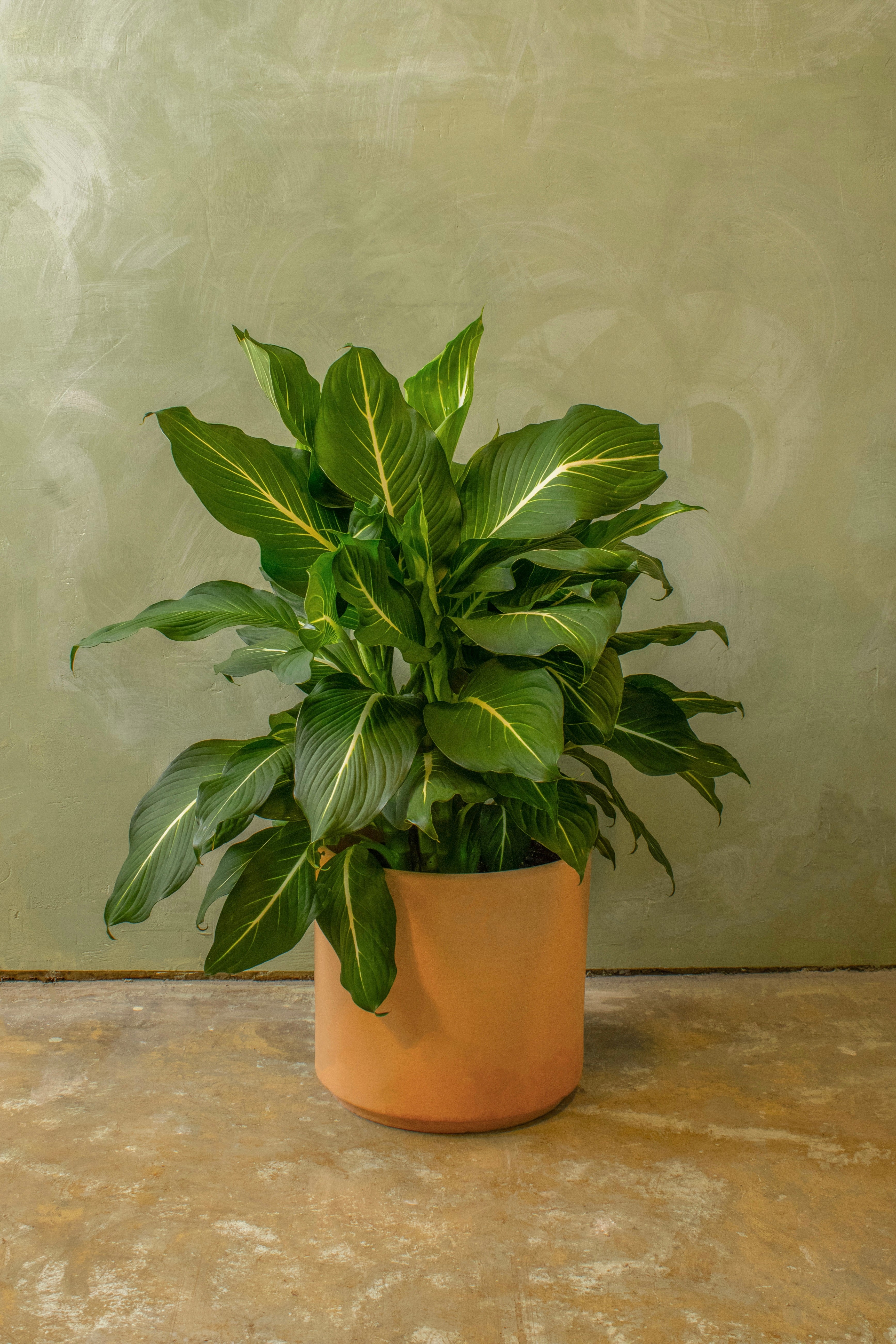 Potted 10" Dieffenbachia 'Sterling'