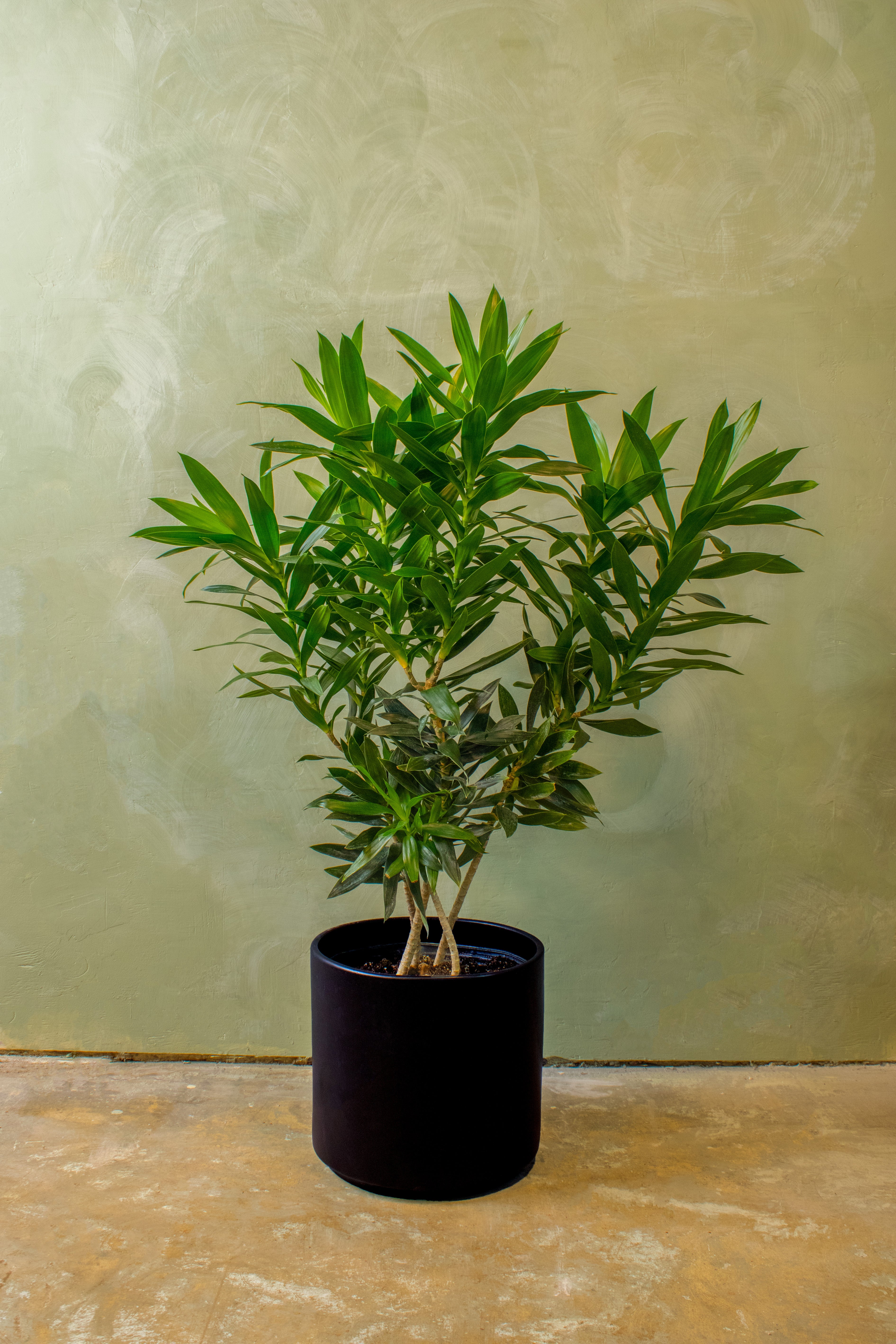 Potted 12" Dracaena Reflexa Bush