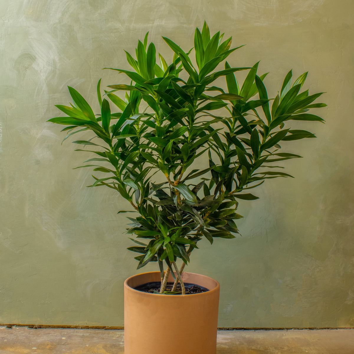 dracaena verde Potted 12" Dracaena Reflexa Bush