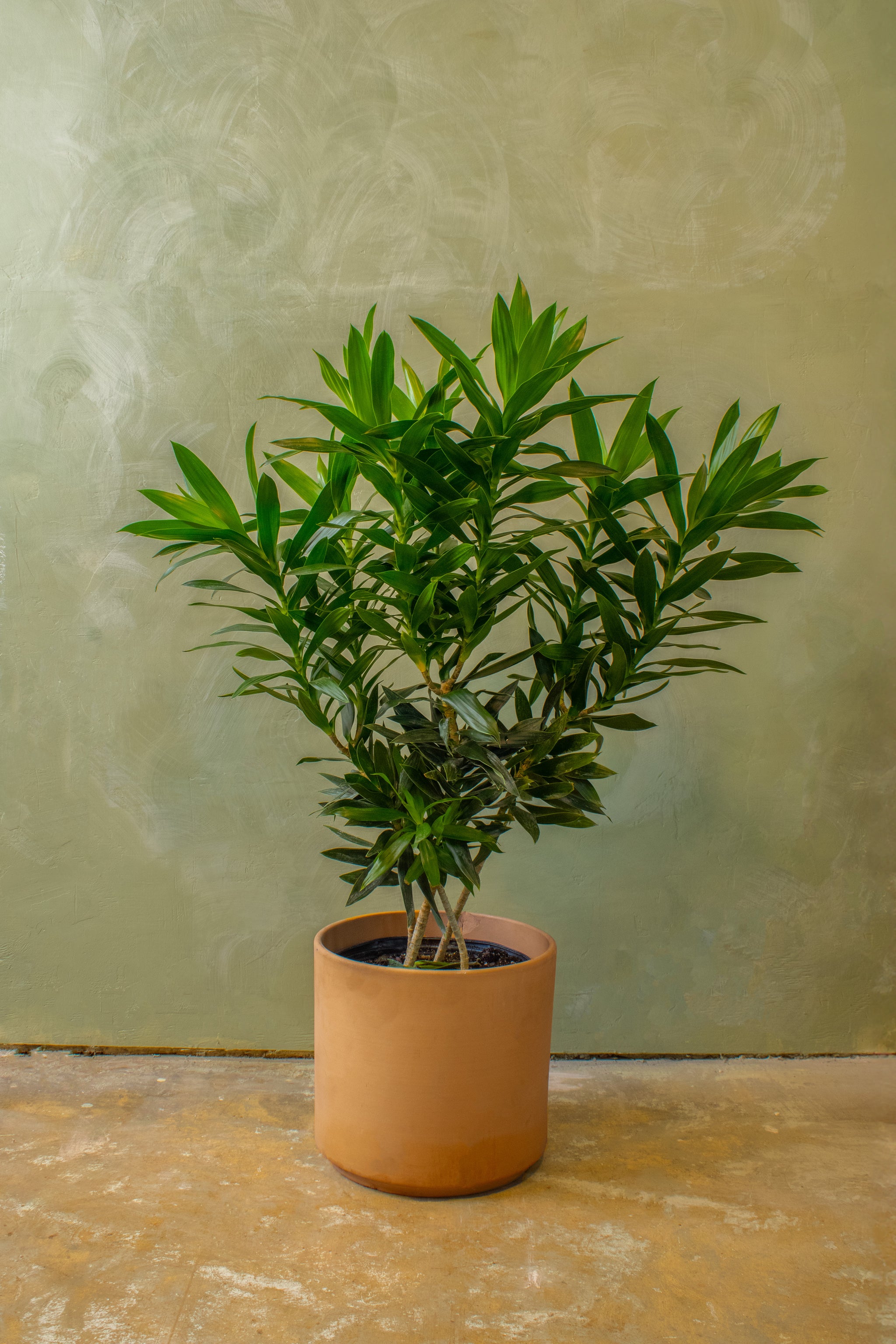 dracaena reflexa light requirements Potted 12" Dracaena Reflexa Bush