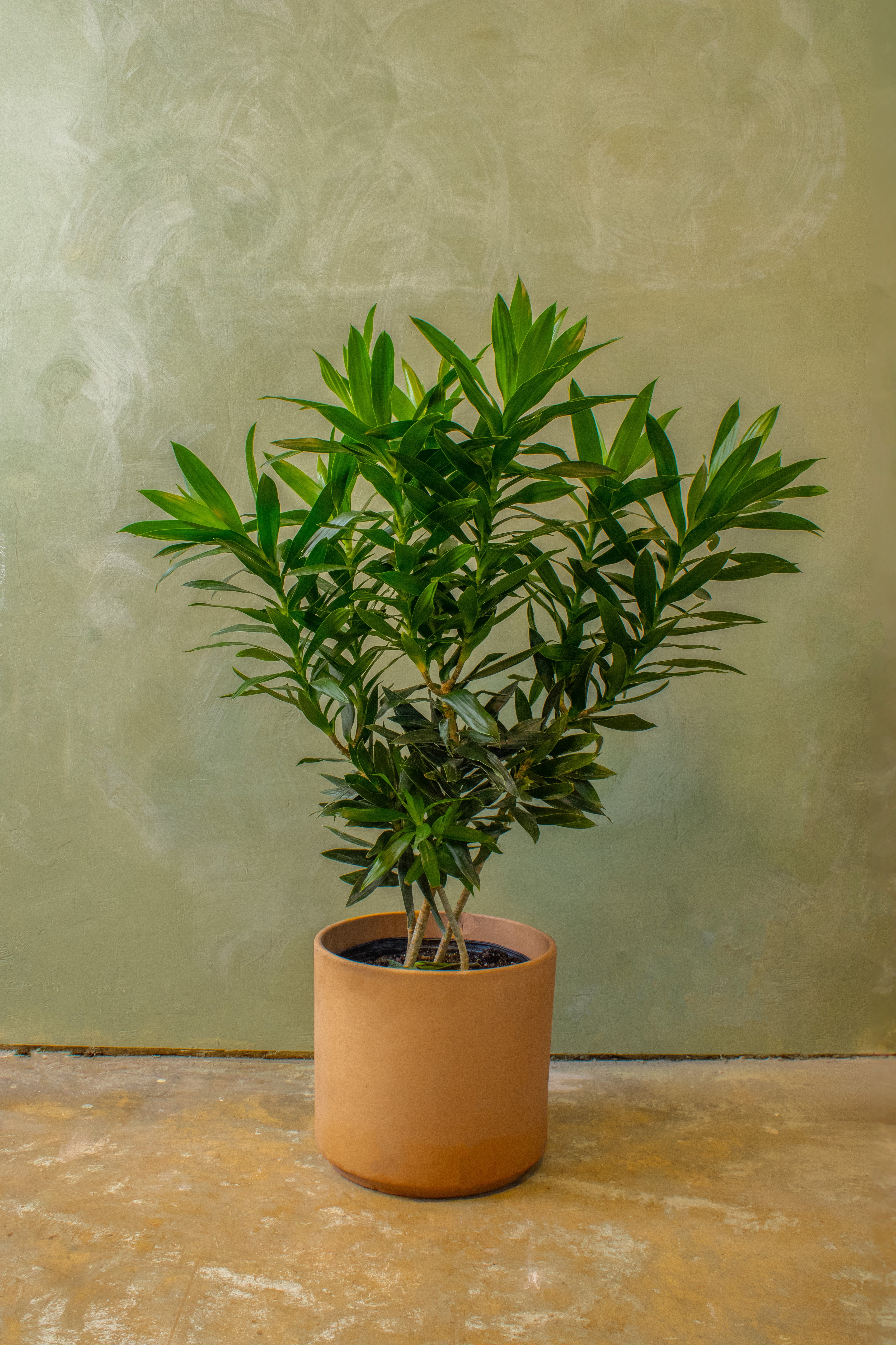 Potted 12" Dracaena Reflexa Bush