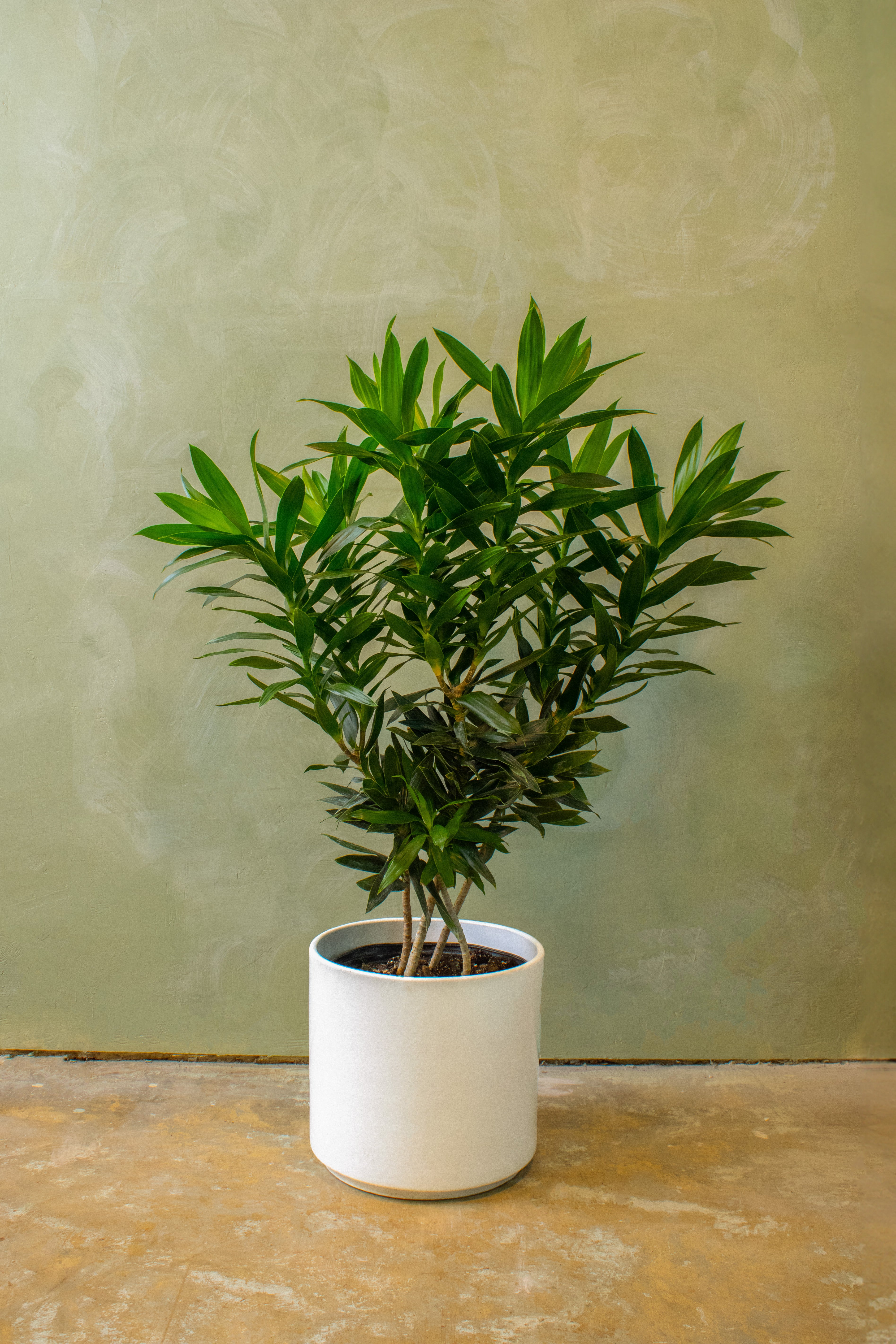 Potted 12" Dracaena Reflexa Bush