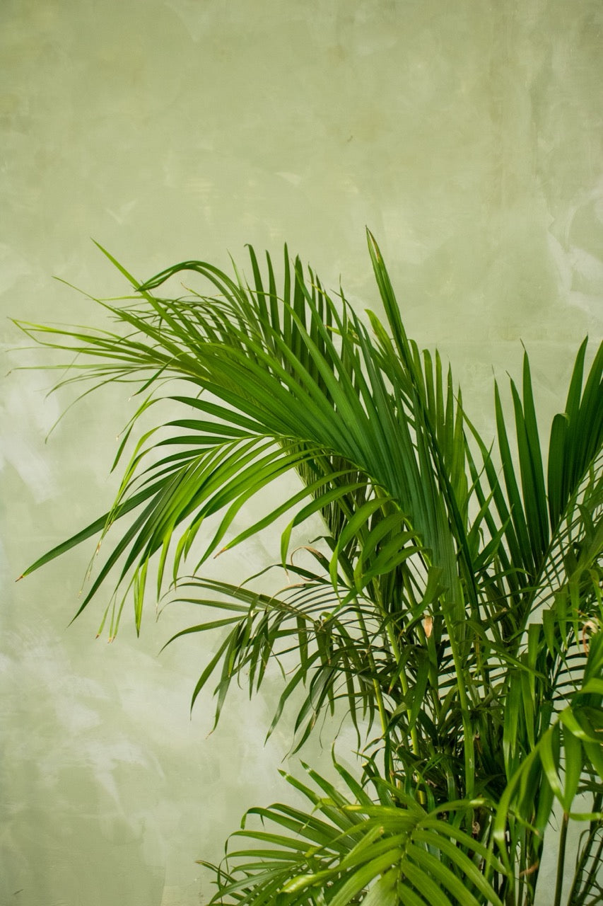 17" Dwarf Date Palm