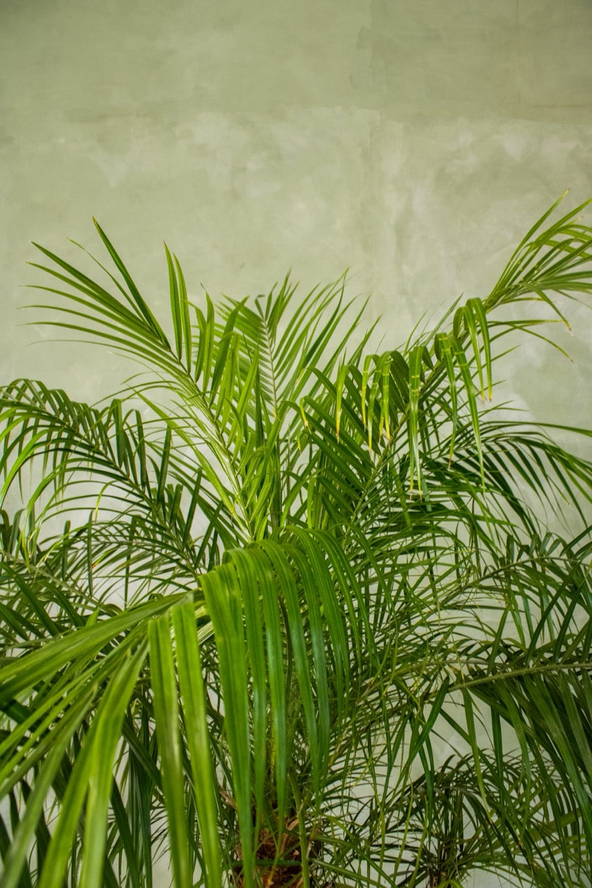 17" Dwarf Date Palm