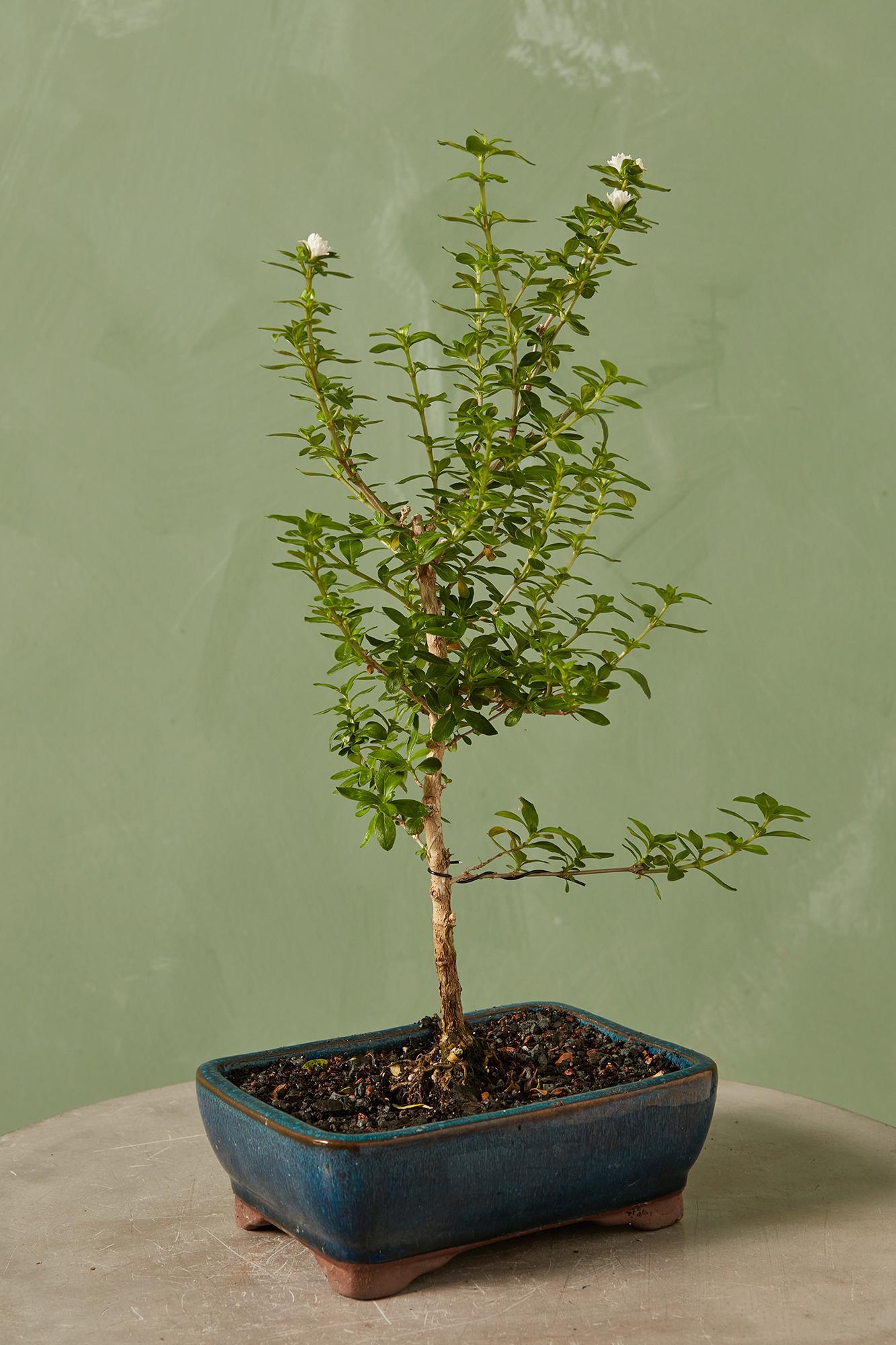 Bonsai