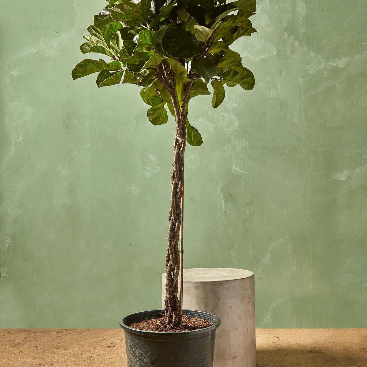 fiddle leaf fig tree dallas Fiddle Leaf Fig 'Little Sunshine'