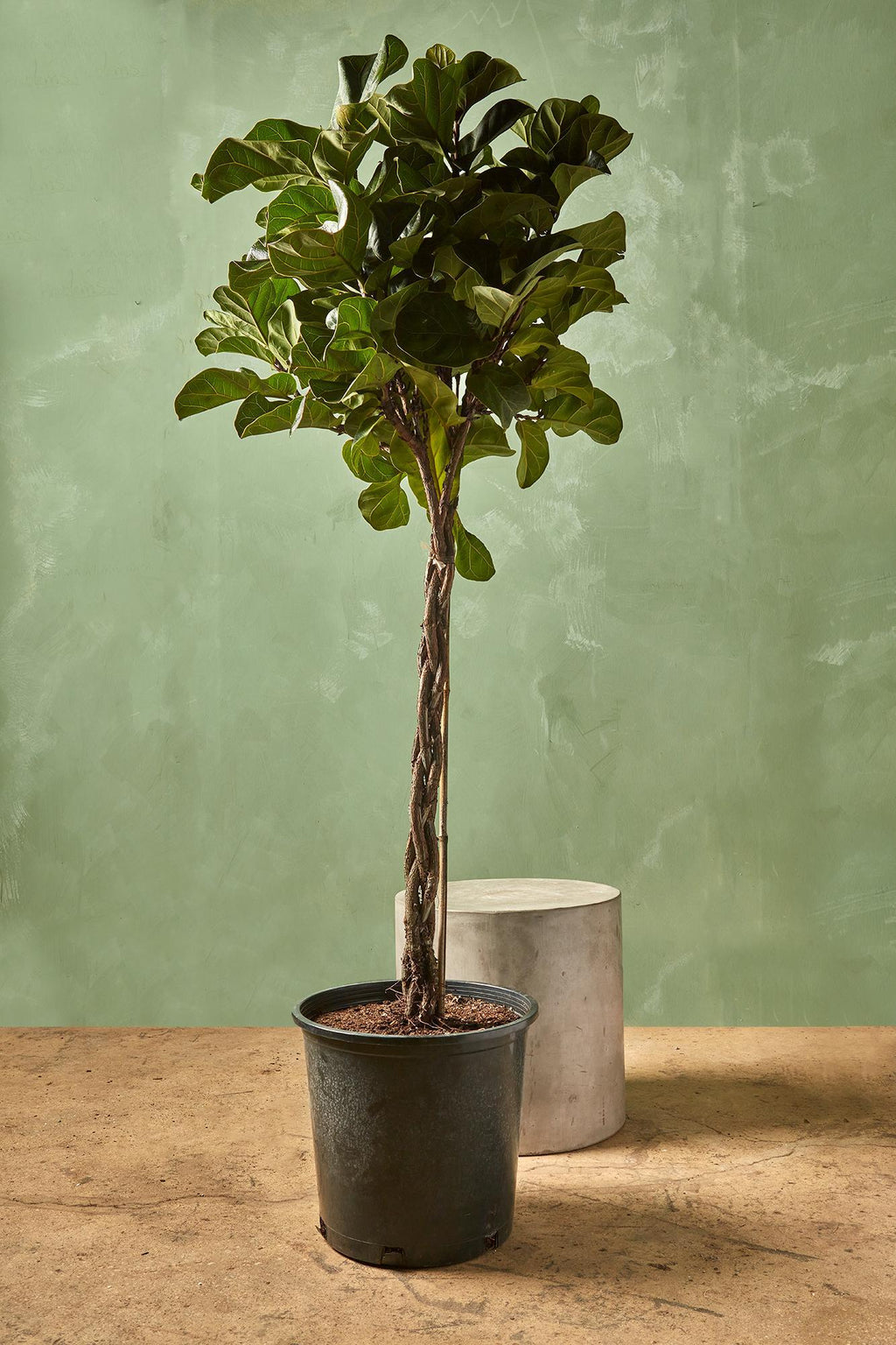 soil fiddle leaf fig Fiddle Leaf Fig 'Little Sunshine' 10" Std