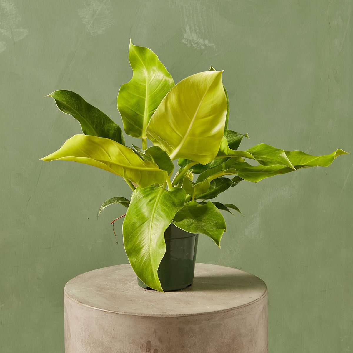 philodendron hybrid moonlight Philodendron 'Moonlight' 4"