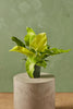 Philodendron 'Moonlight'
